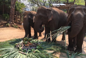 Elephant Care and Trekking